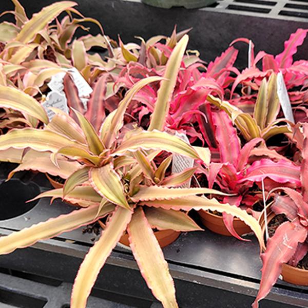 Bromeliad Cryptanthus Assorted - View 6 from www redcrocus com