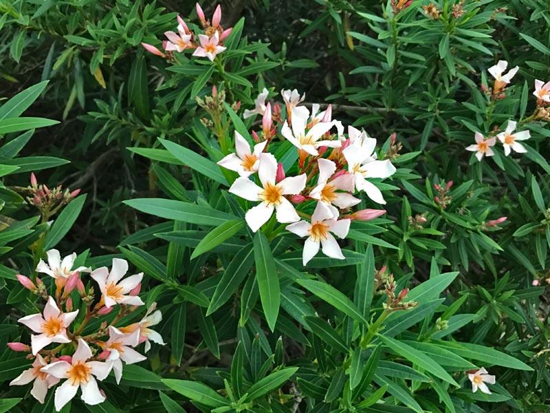 Nerium Oleander, Assorted Bush - View 13 from www redcrocus com
