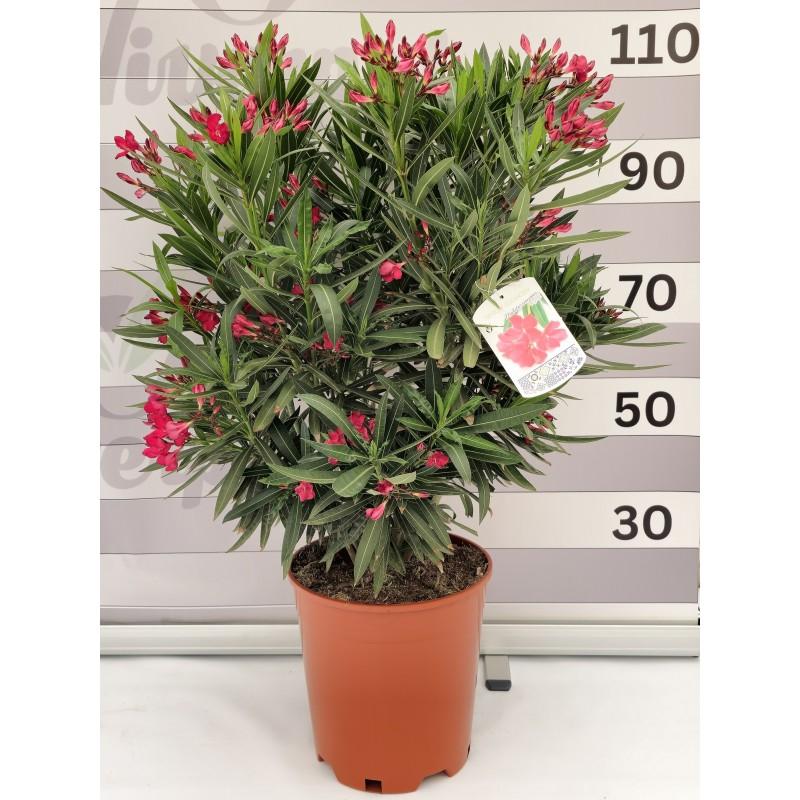Nerium Oleander, Assorted Bush - View 15 from www redcrocus com