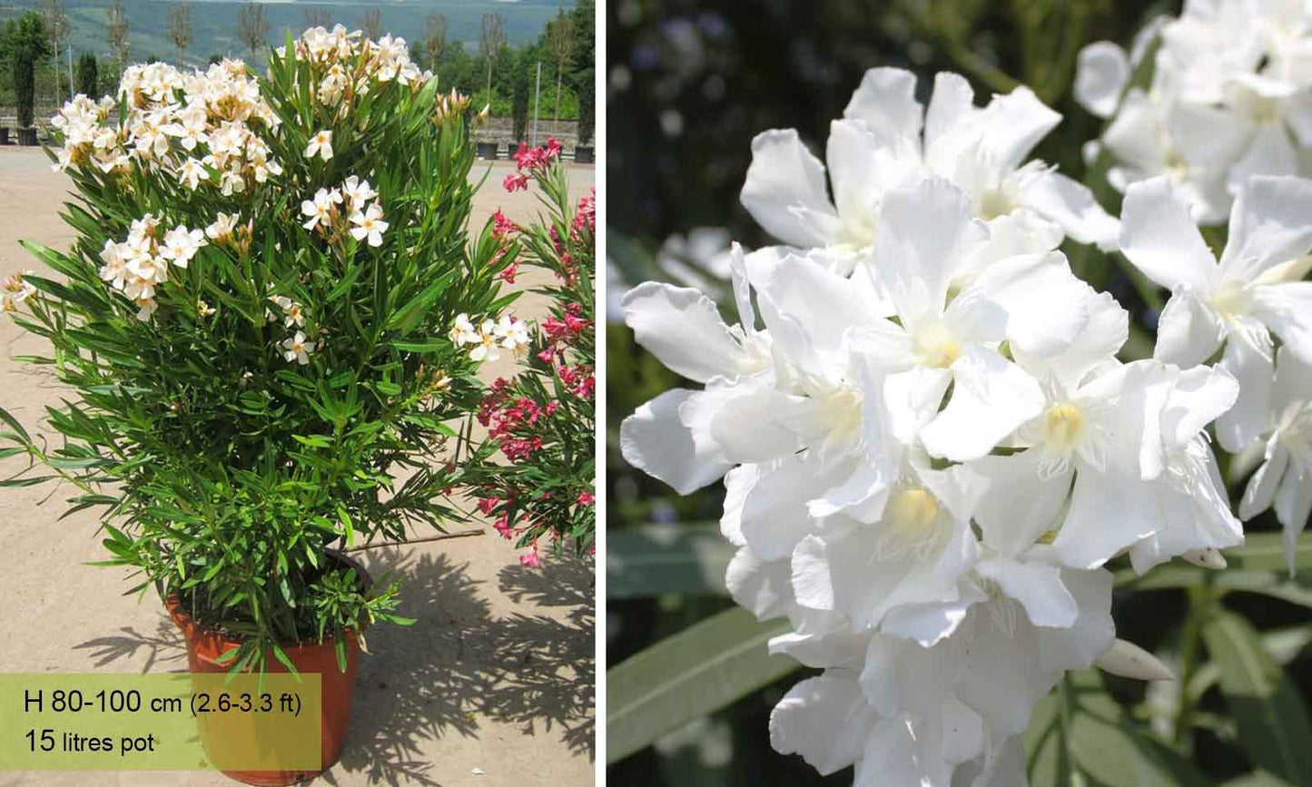 Nerium Oleander, Assorted Bush - View 16 from www redcrocus com