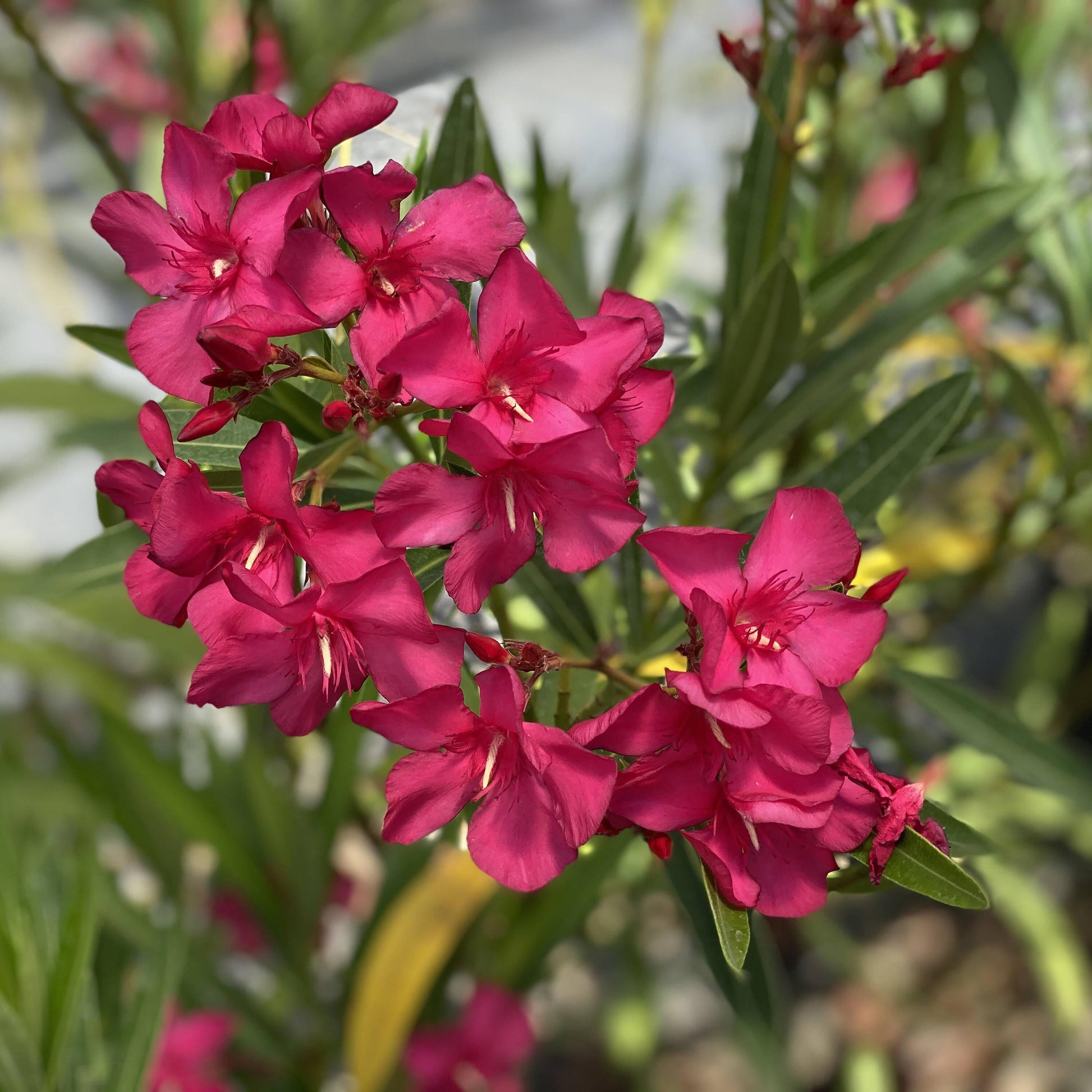 Nerium Oleander, Assorted Bush - View 18 from www redcrocus com