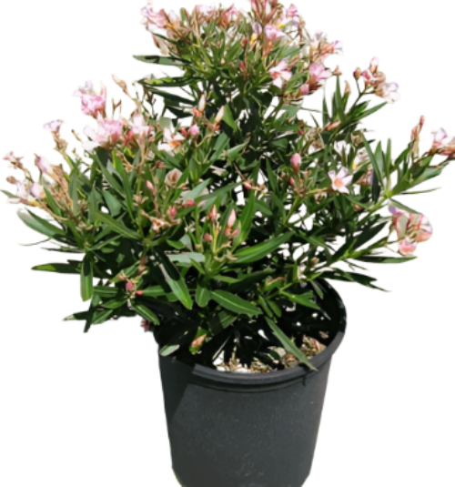 Nerium Oleander, Assorted Bush - View 19 from www redcrocus com