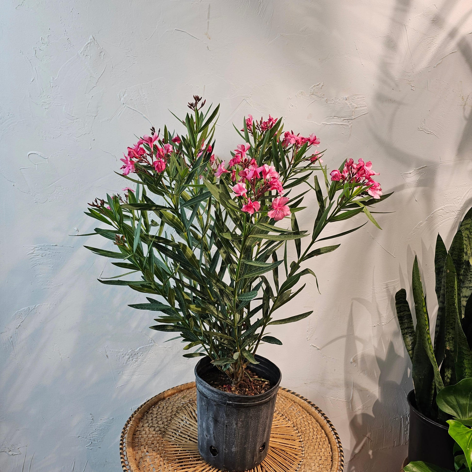 Nerium Oleander, Assorted Bush - View 1 from www redcrocus com