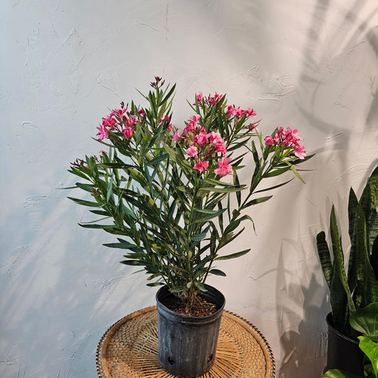 Nerium Oleander, Assorted Bush - View 1 from www redcrocus com