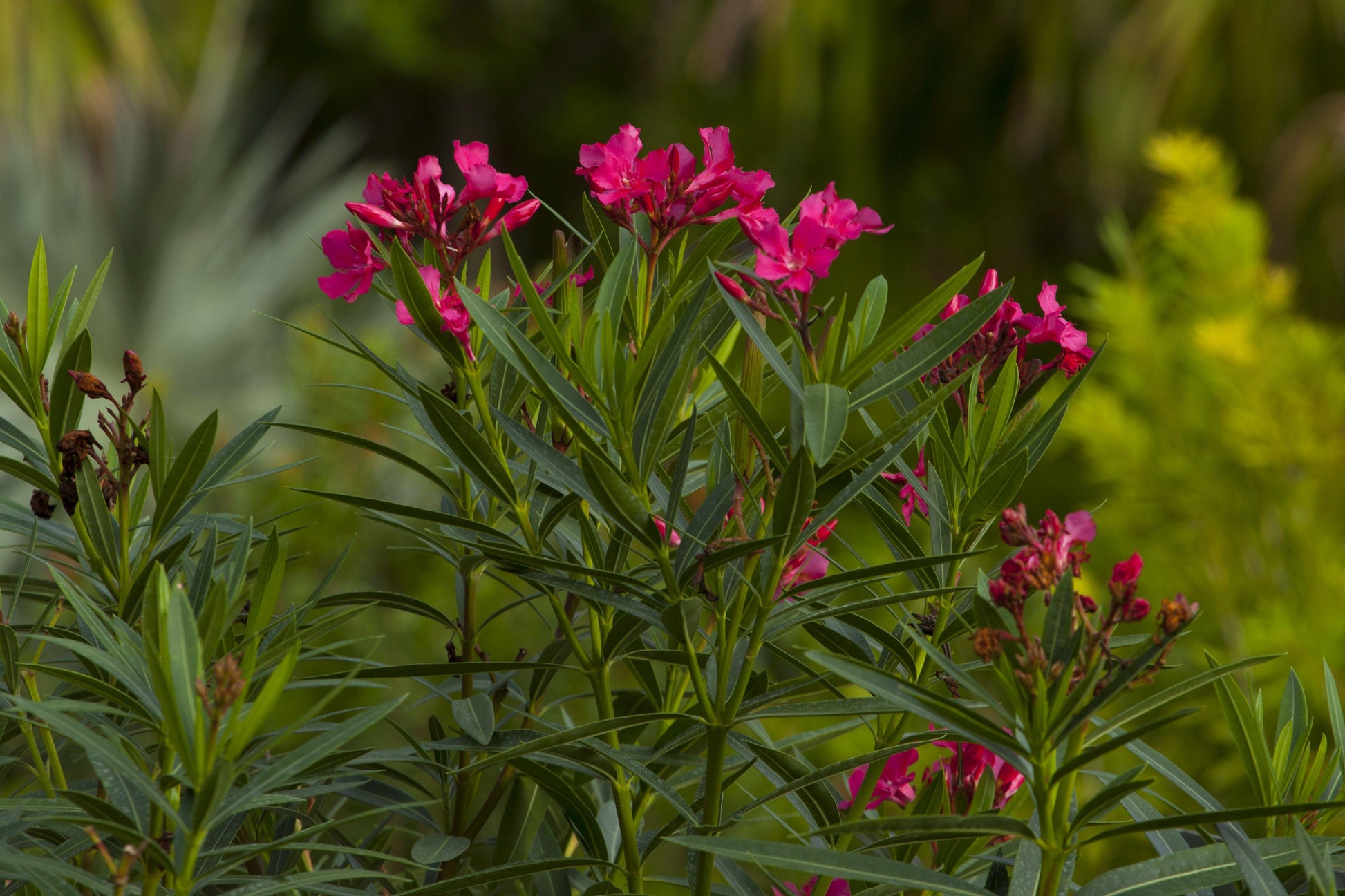 Nerium Oleander, Assorted Bush - View 8 from www redcrocus com