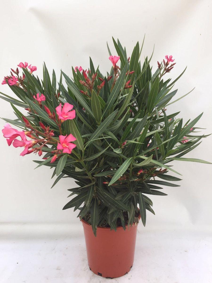 Nerium Oleander, Assorted Bush - View 9 from www redcrocus com