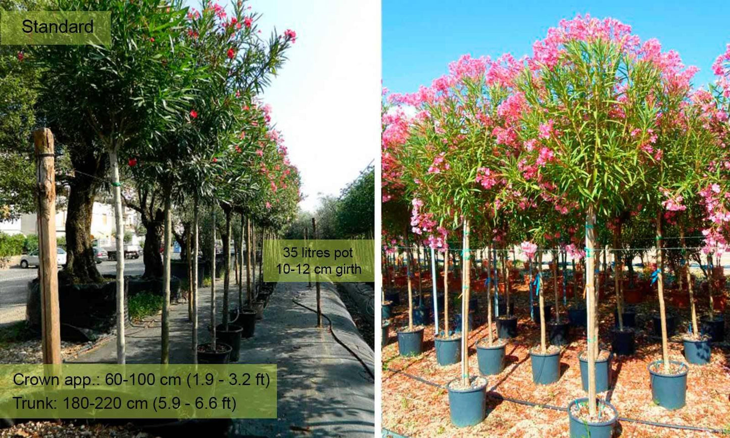 Nerium Oleander Assorted Standard - View 11 from www redcrocus com