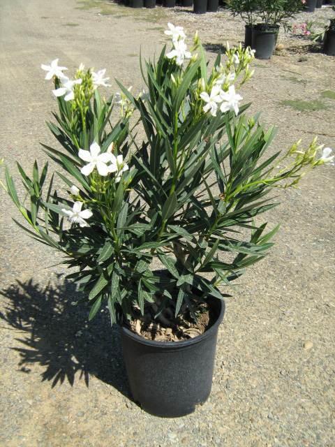 Nerium Oleander Assorted Standard - View 12 from www redcrocus com