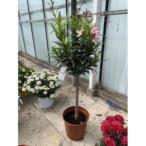 Nerium Oleander Assorted Standard - View 13 from www redcrocus com