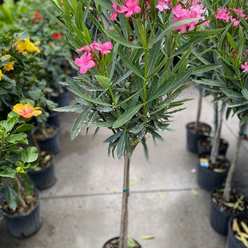 Nerium Oleander Assorted Standard - View 14 from www redcrocus com