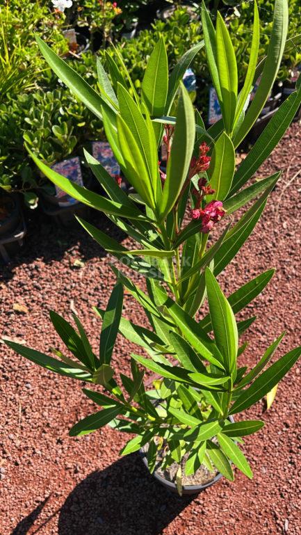 Nerium Oleander Assorted Standard - View 15 from www redcrocus com