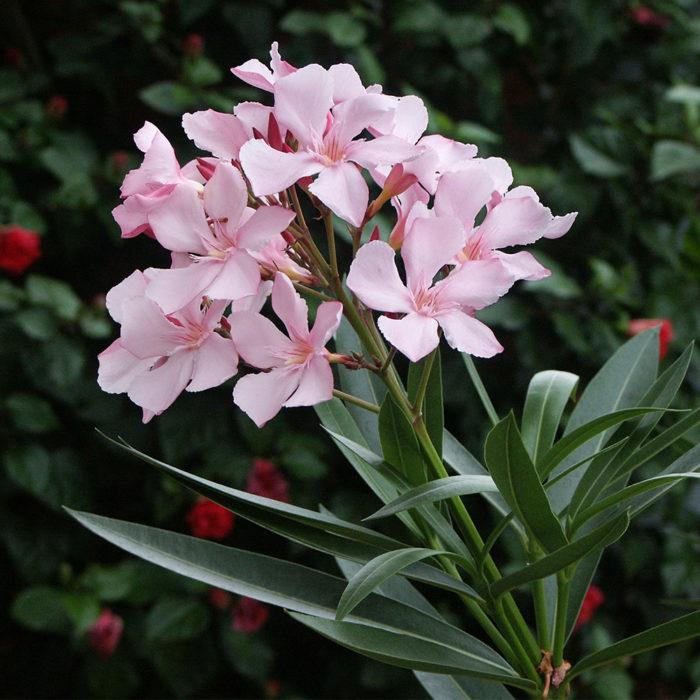 Nerium Oleander Assorted Standard - View 18 from www redcrocus com