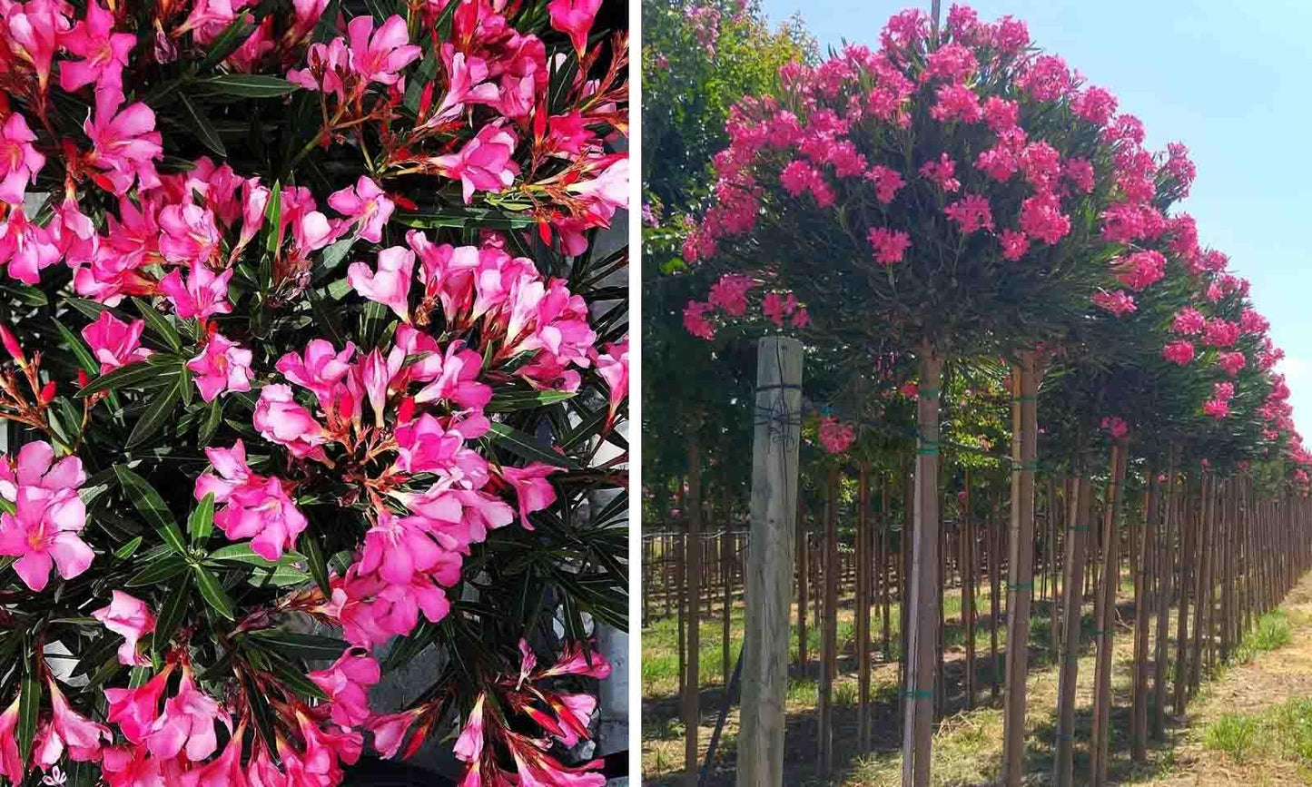 Nerium Oleander Assorted Standard - View 1 from www redcrocus com