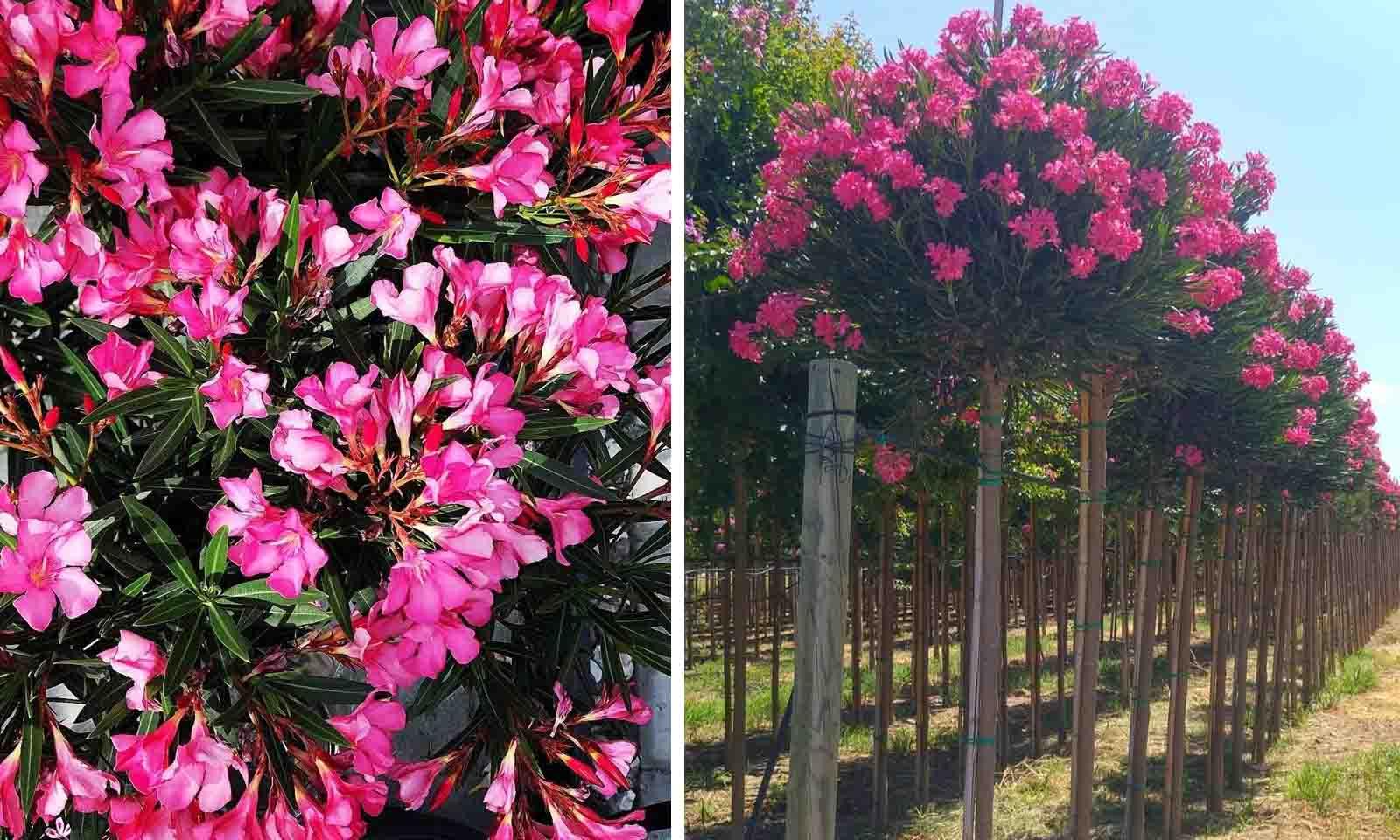 Nerium Oleander Assorted Standard - View 1 from www redcrocus com