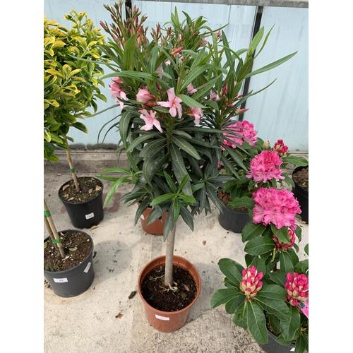 Nerium Oleander Assorted Standard - View 2 from www redcrocus com