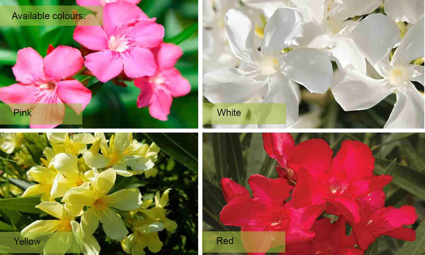 Nerium Oleander Assorted Standard - View 3 from www redcrocus com