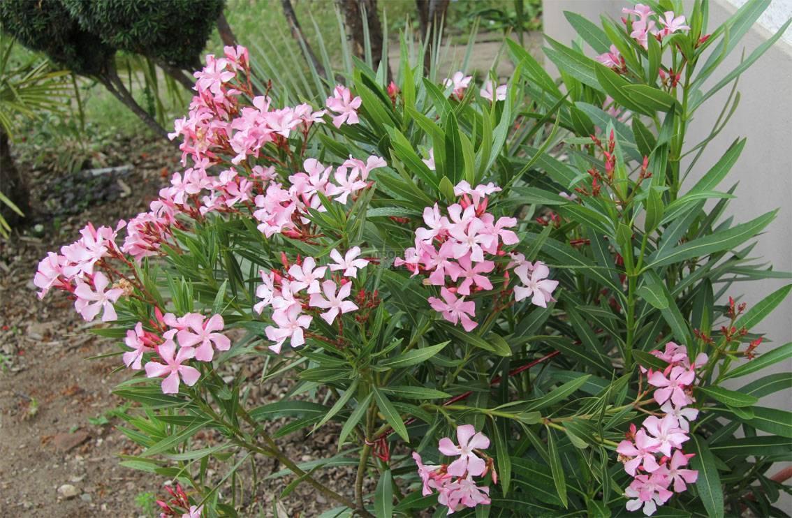 Nerium Oleander Assorted Standard - View 4 from www redcrocus com