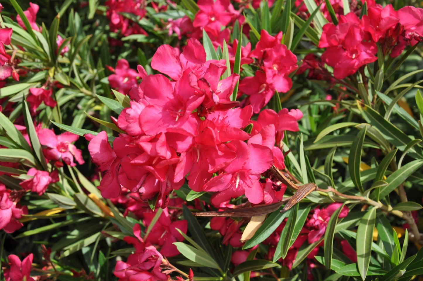 Nerium Oleander Assorted Standard - View 5 from www redcrocus com