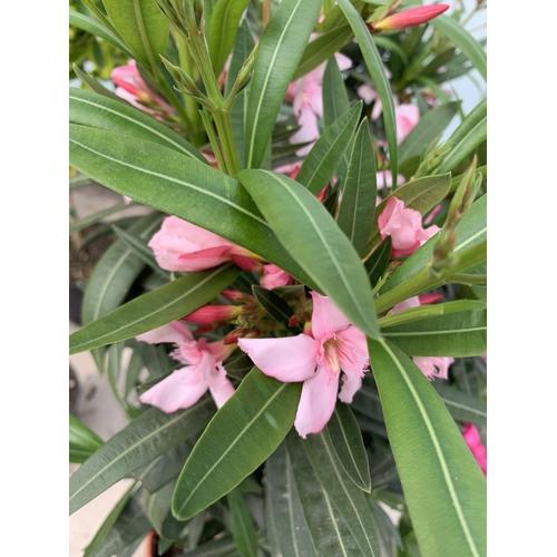 Nerium Oleander Assorted Standard - View 7 from www redcrocus com
