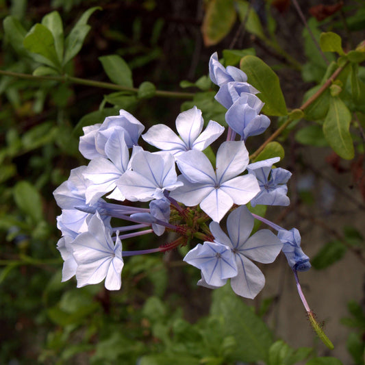 Plumbago Auriculata - View 10 from www redcrocus com