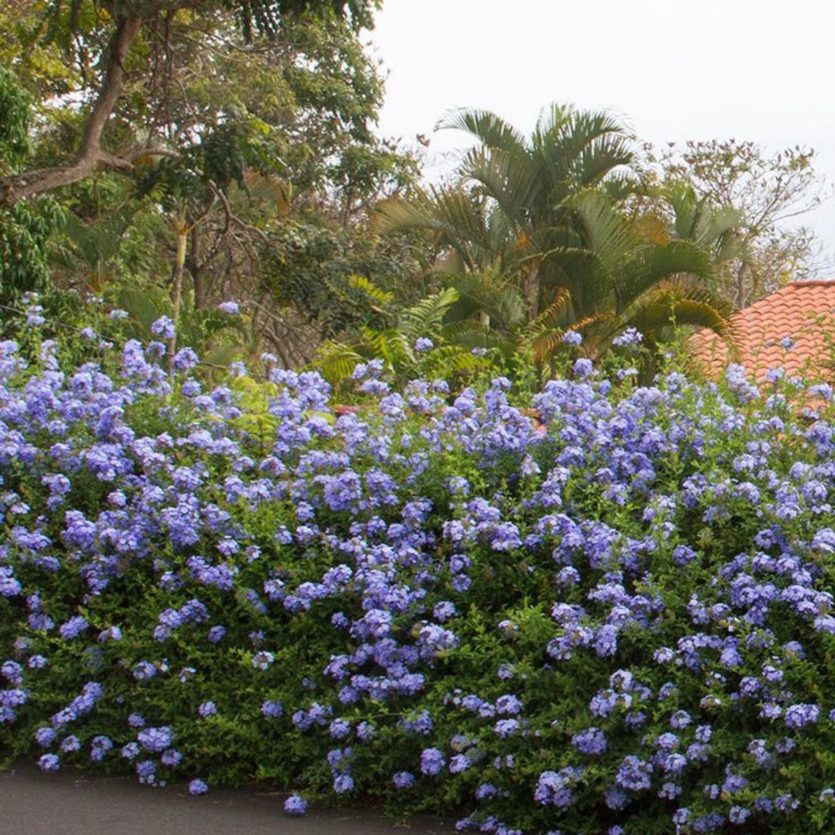 Plumbago Auriculata - View 11 from www redcrocus com