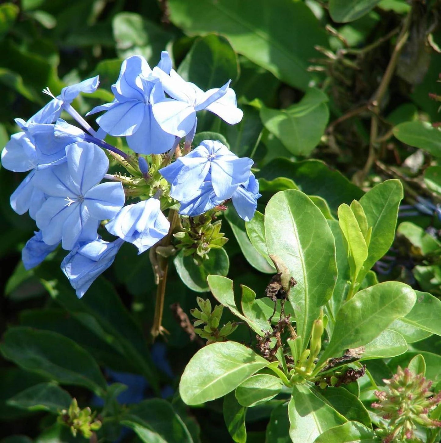 Plumbago Auriculata - View 12 from www redcrocus com