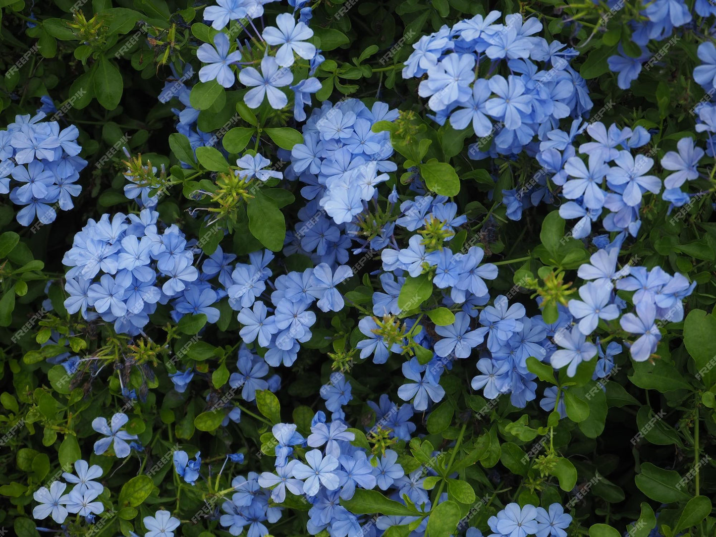 Plumbago Auriculata - View 13 from www redcrocus com