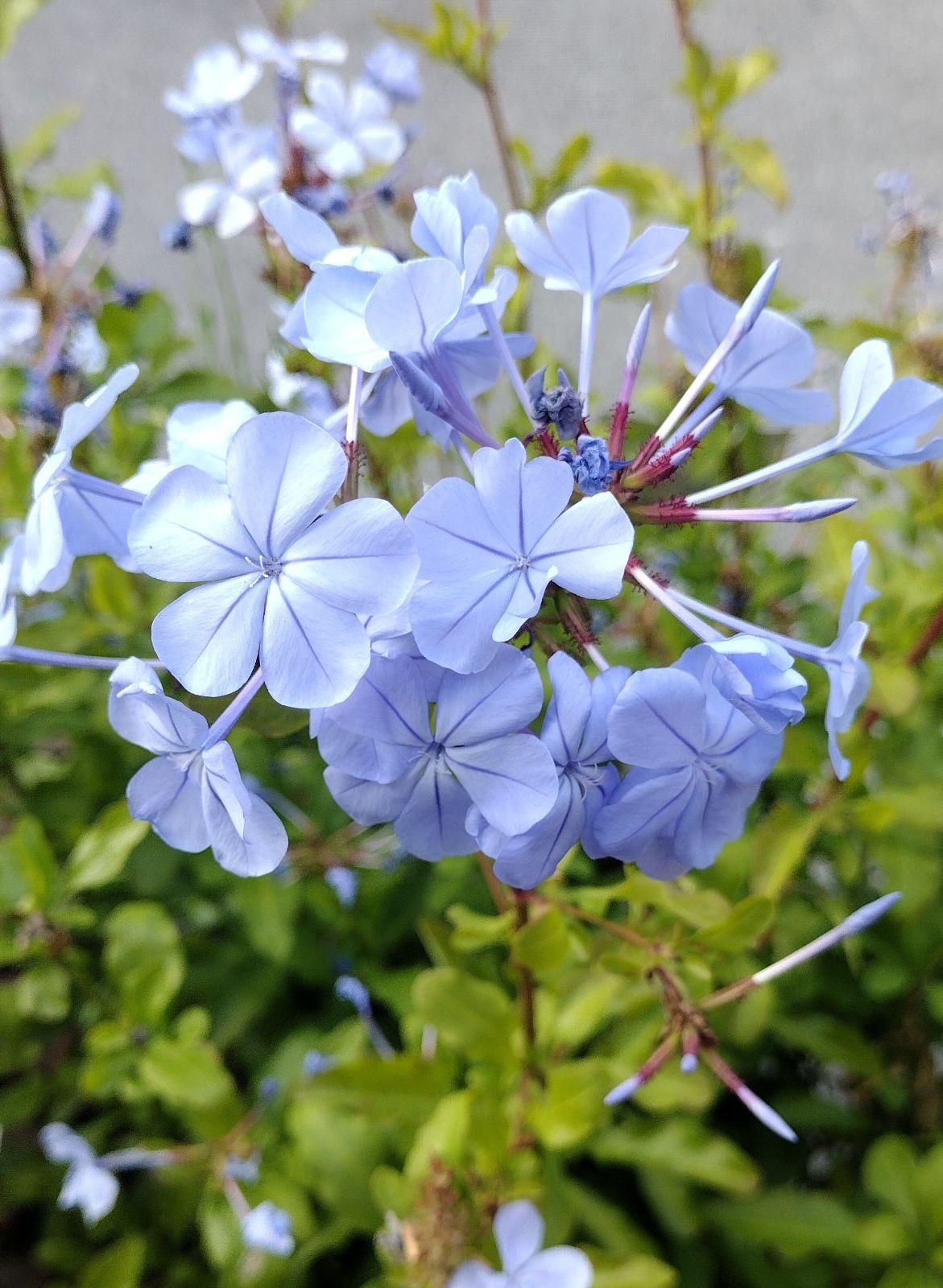 Plumbago Auriculata - View 14 from www redcrocus com