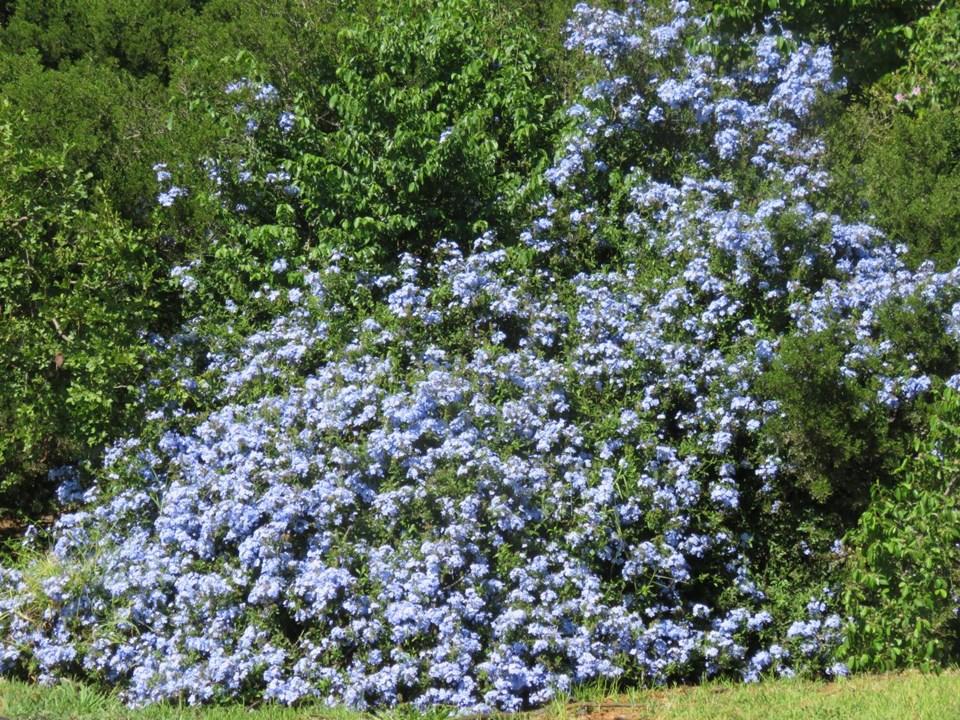 Plumbago Auriculata - View 15 from www redcrocus com