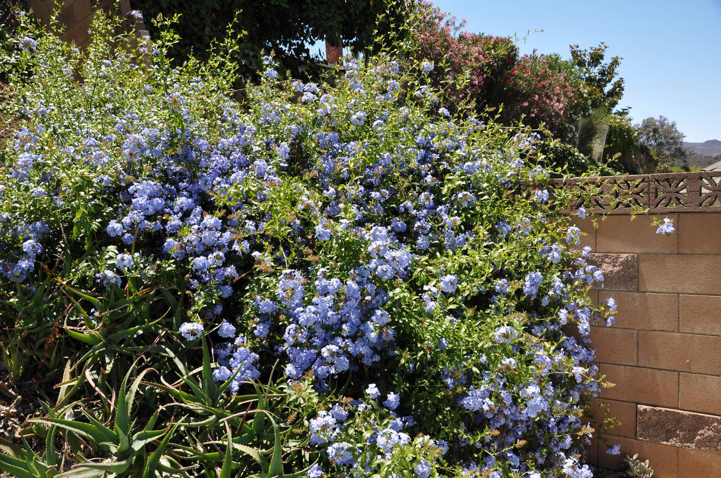 Plumbago Auriculata - View 16 from www redcrocus com