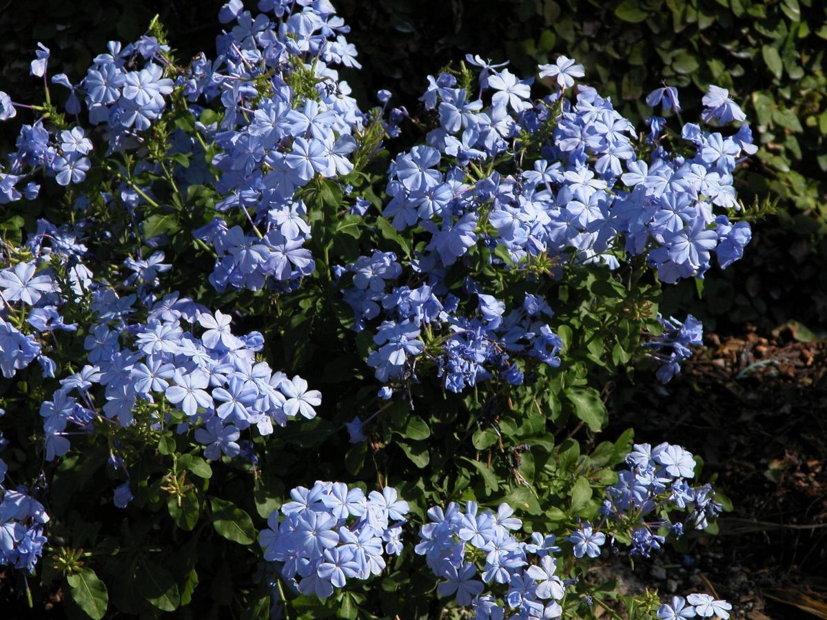 Plumbago Auriculata - View 17 from www redcrocus com