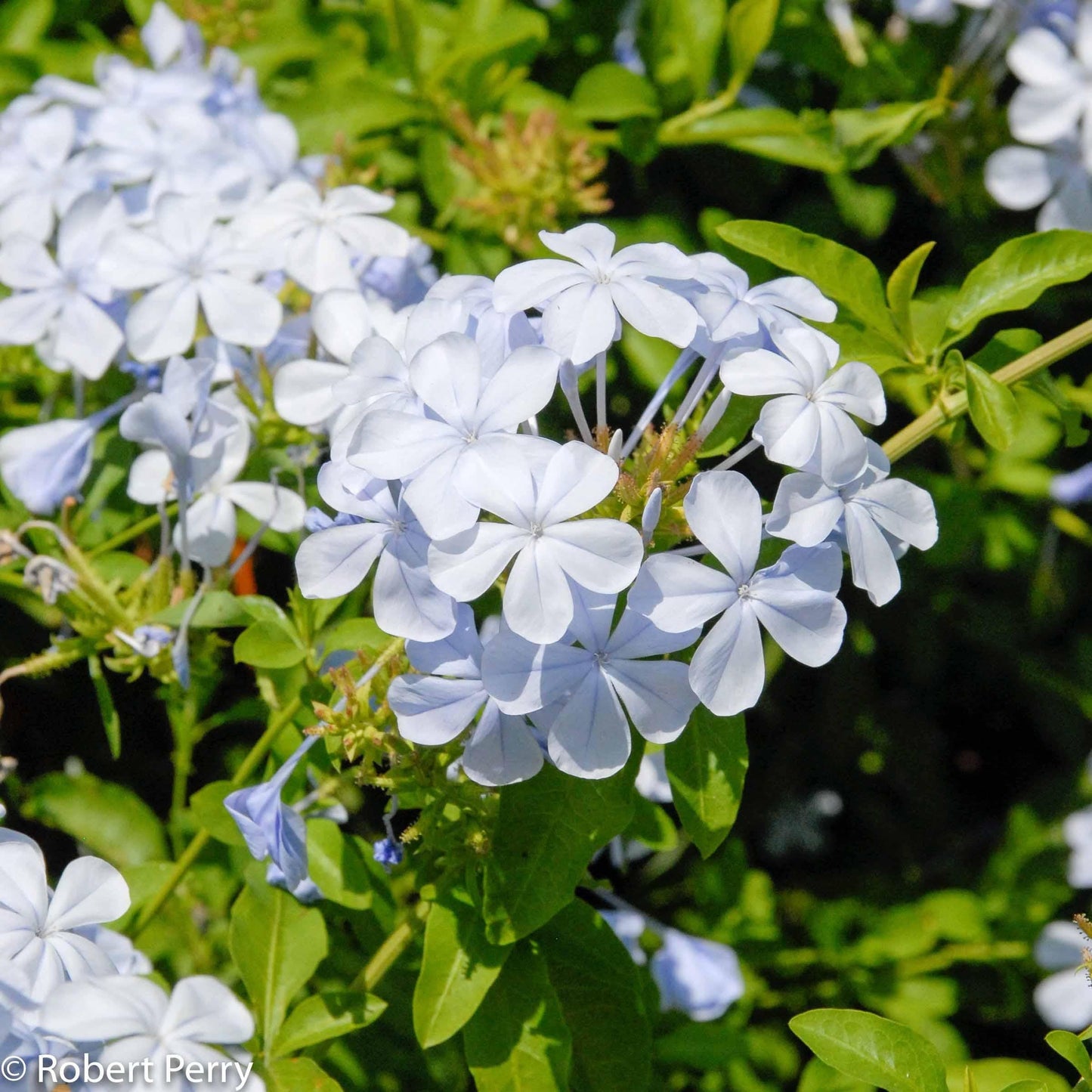 Plumbago Auriculata - View 18 from www redcrocus com
