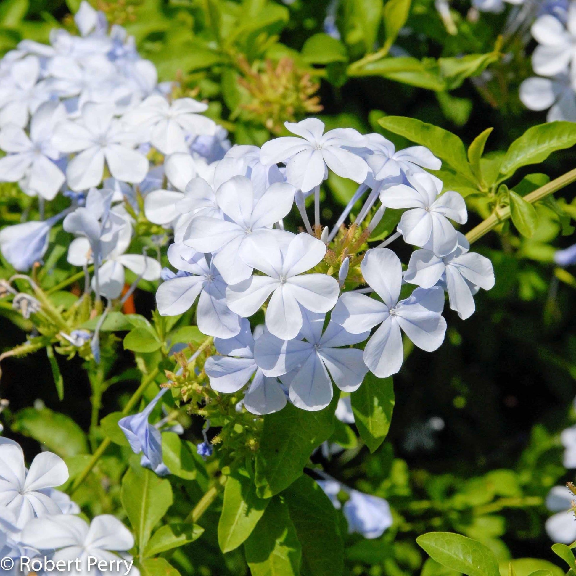 Plumbago Auriculata - View 18 from www redcrocus com