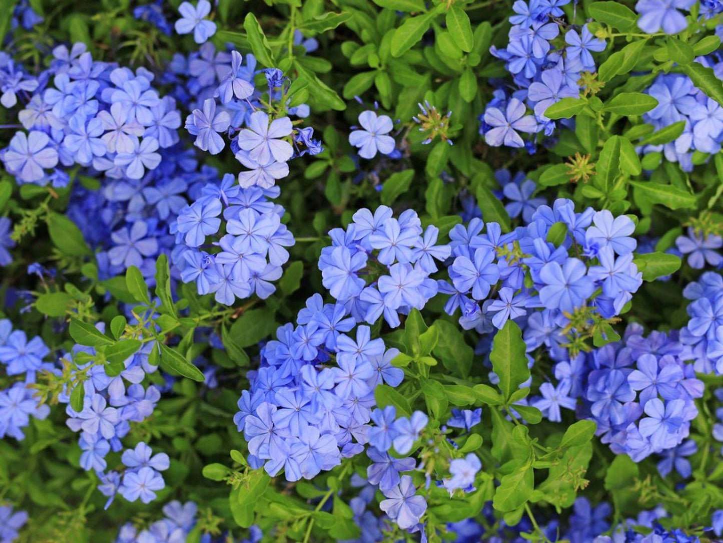 Plumbago Auriculata - View 19 from www redcrocus com