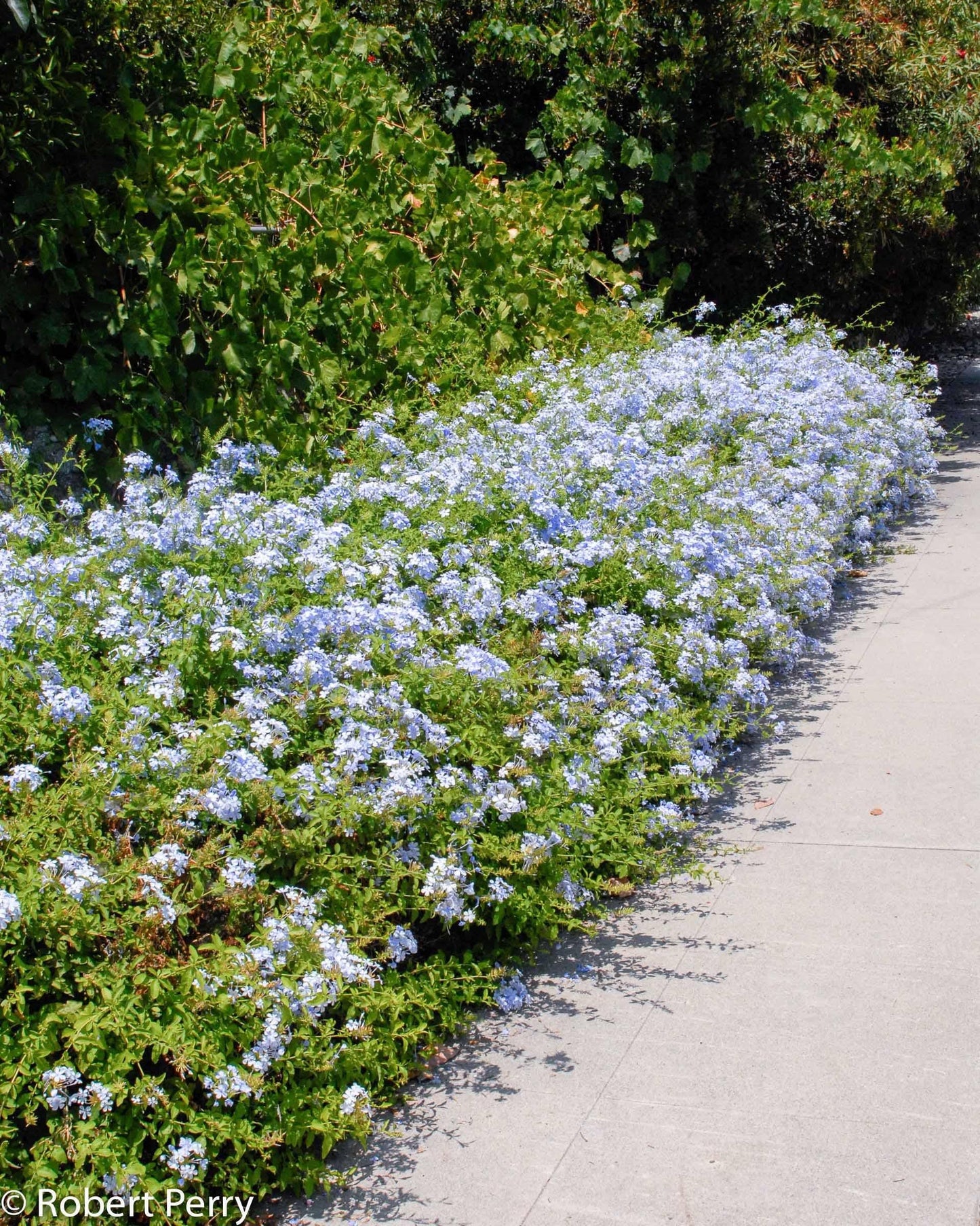 Plumbago Auriculata - View 1 from www redcrocus com