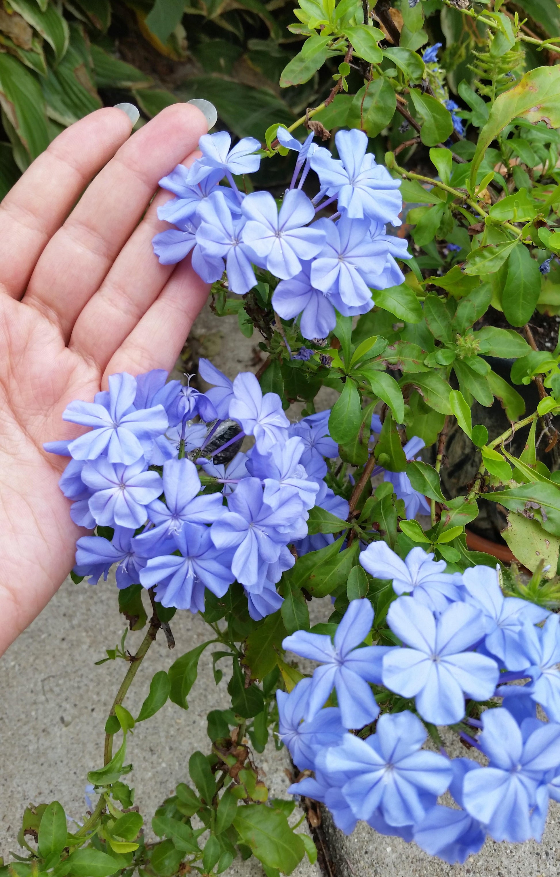 Plumbago Auriculata - View 20 from www redcrocus com