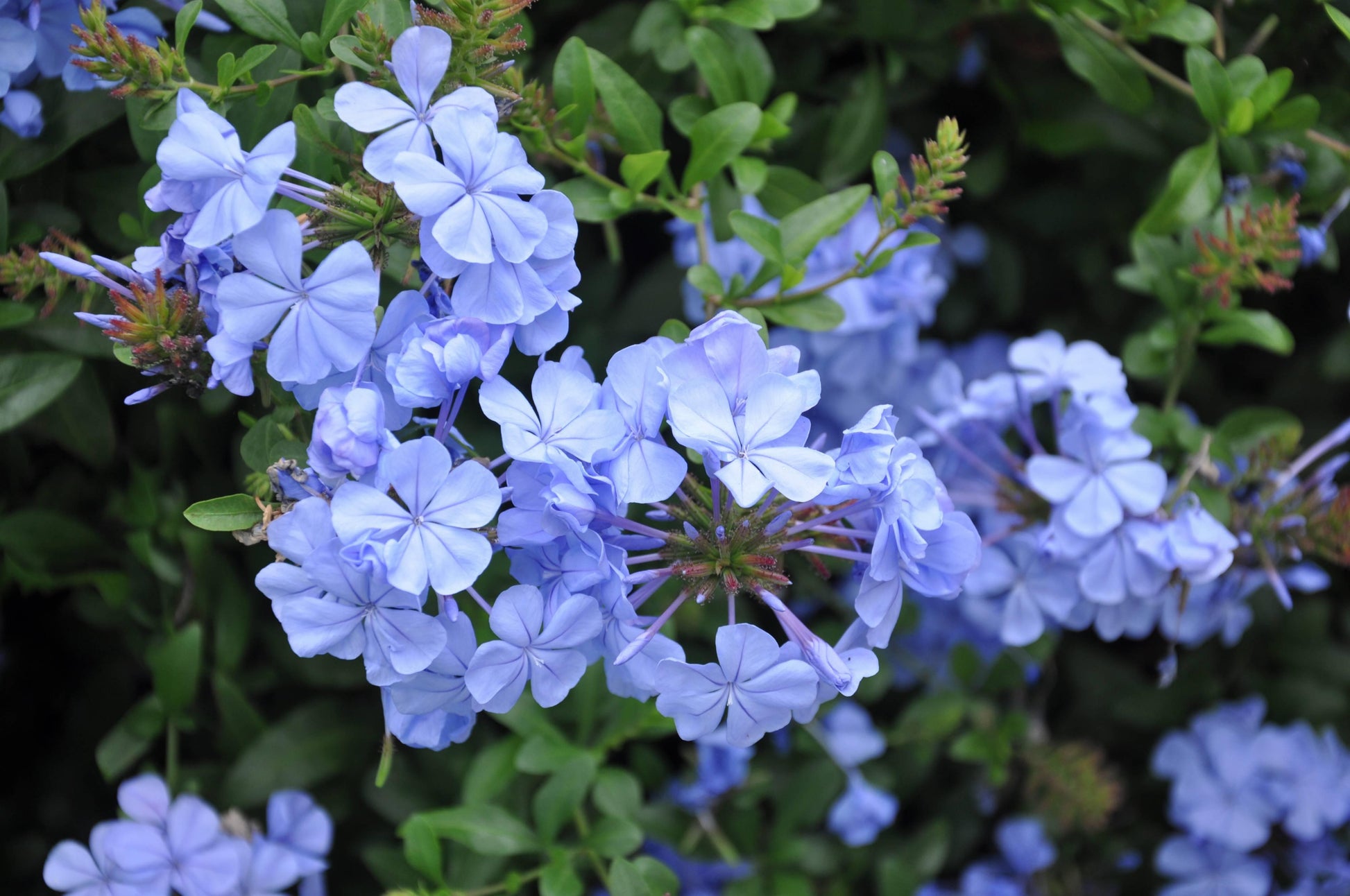 Plumbago Auriculata - View 2 from www redcrocus com