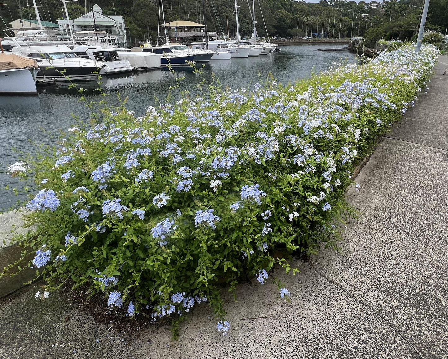 Plumbago Auriculata - View 3 from www redcrocus com