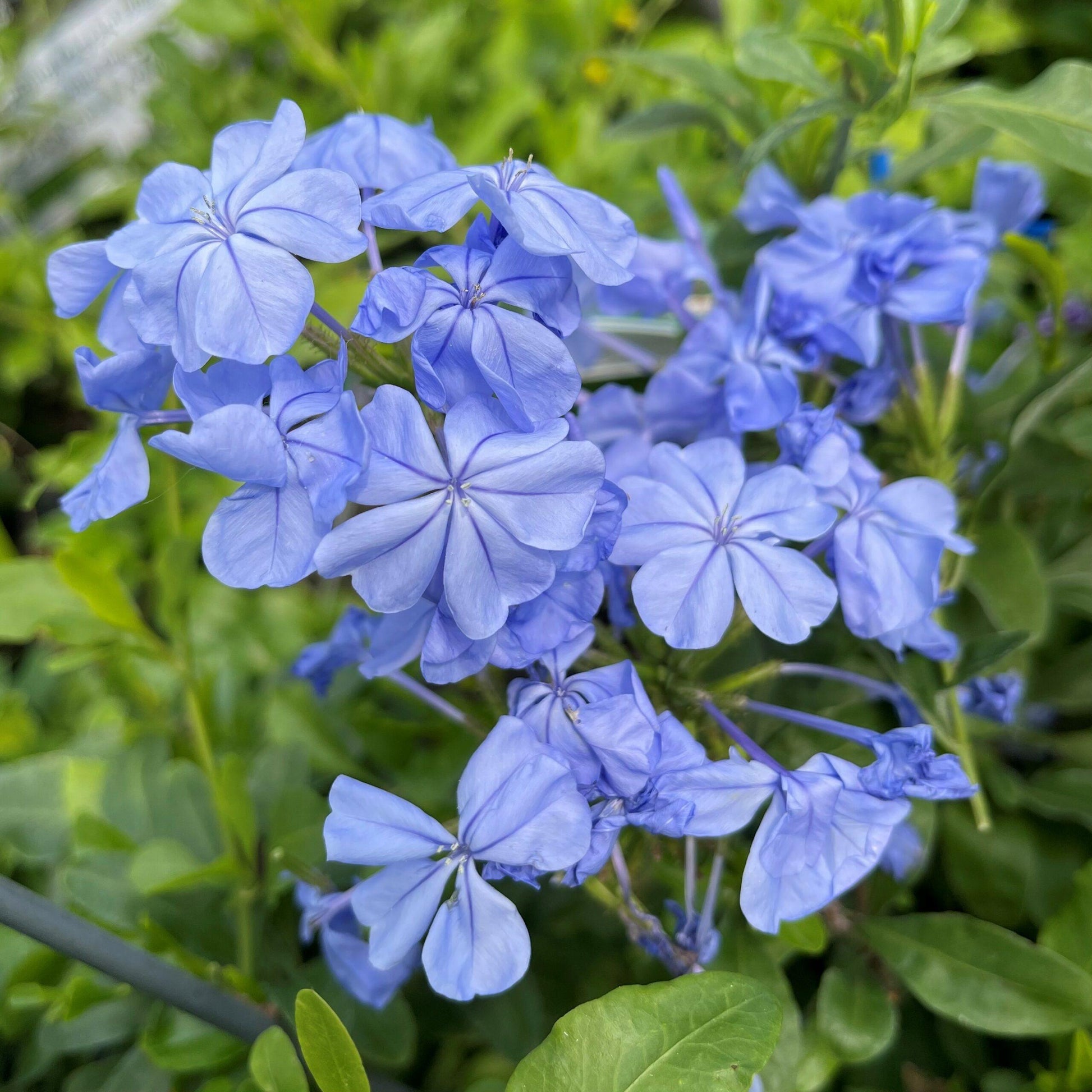Plumbago Auriculata - View 4 from www redcrocus com