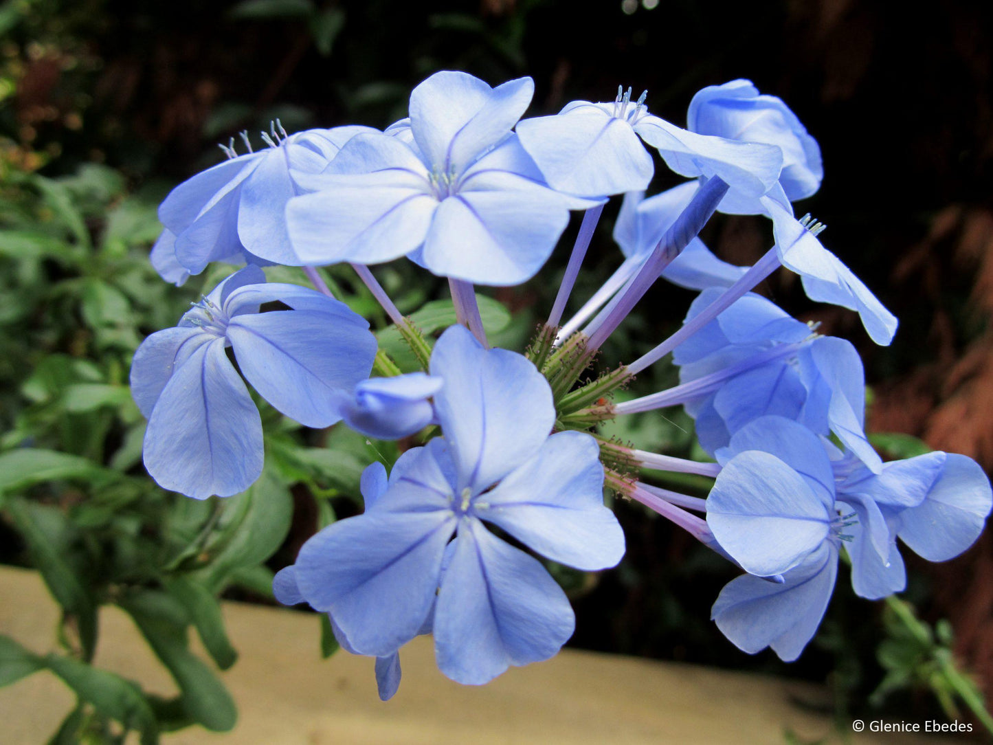 Plumbago Auriculata - View 5 from www redcrocus com