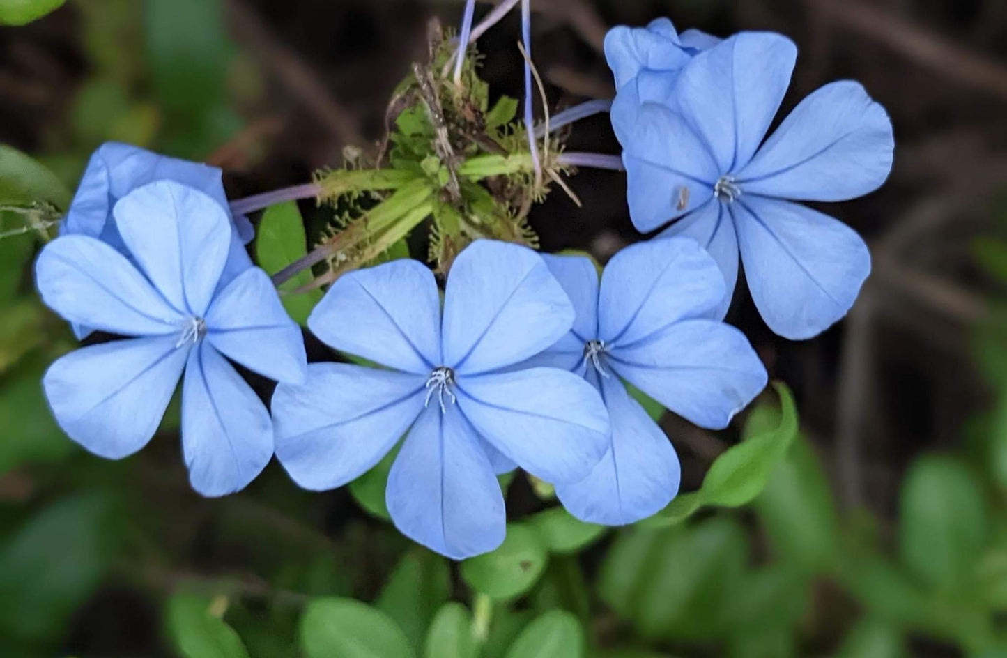Plumbago Auriculata - View 6 from www redcrocus com