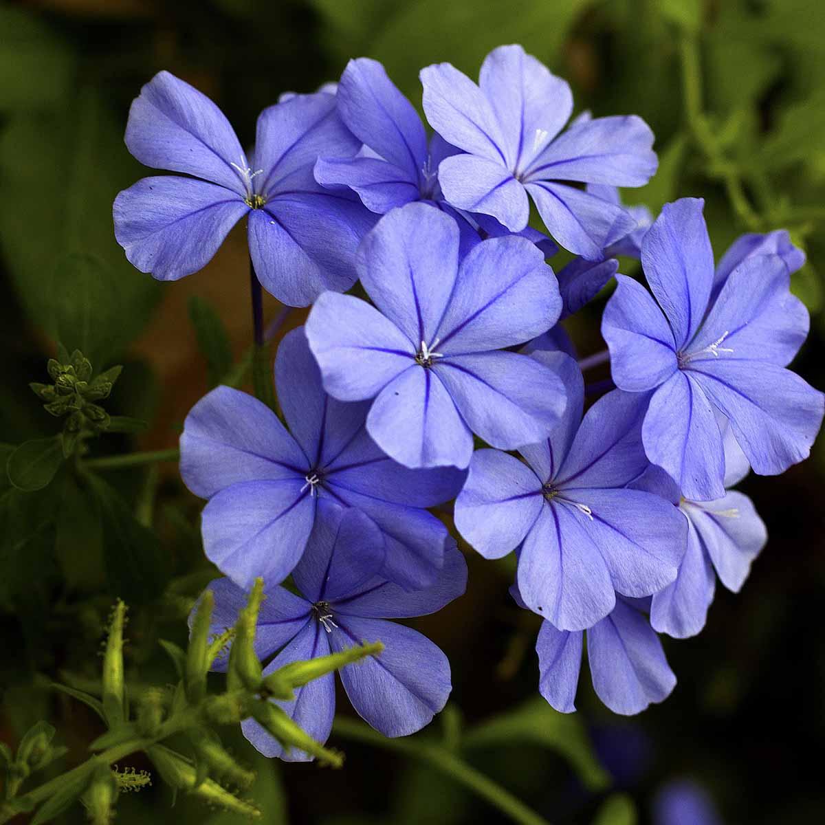 Plumbago Auriculata - View 7 from www redcrocus com