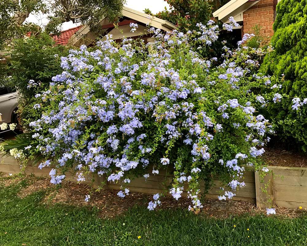 Plumbago Auriculata - View 8 from www redcrocus com