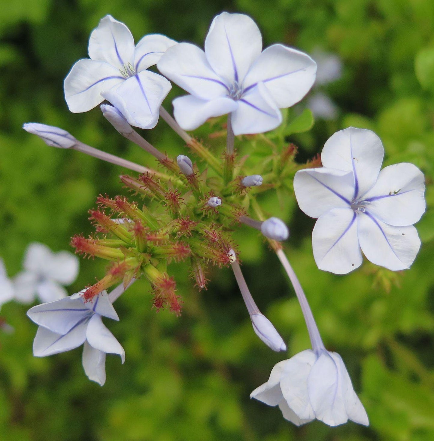 Plumbago Auriculata - View 9 from www redcrocus com