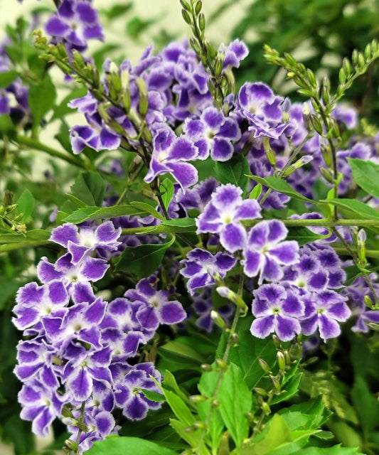 Duranta Erecta Sapphire Showers - View 1 from www redcrocus com