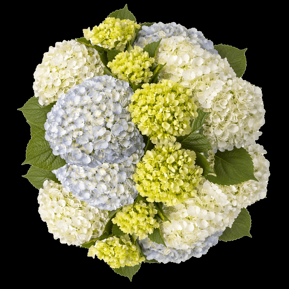 Hydrangea, Florist, Assorted - View 10 from www redcrocus com
