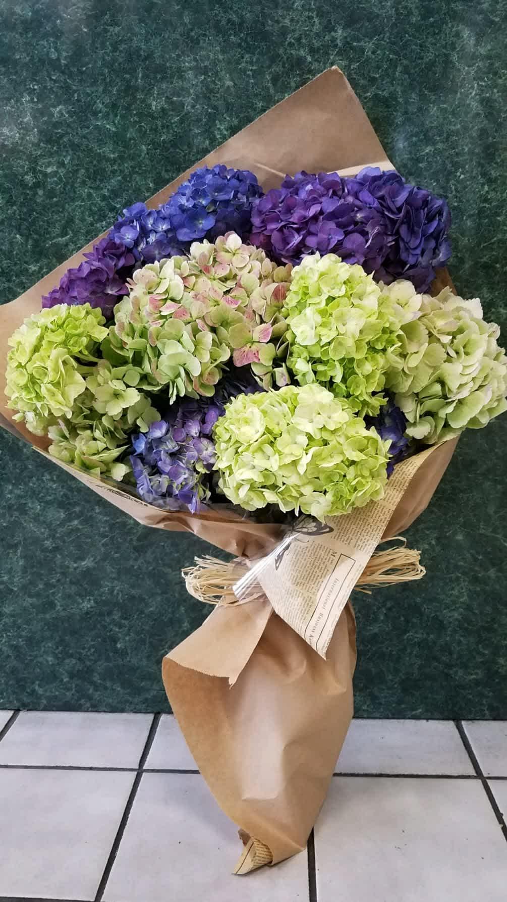 Hydrangea, Florist, Assorted - View 11 from www redcrocus com
