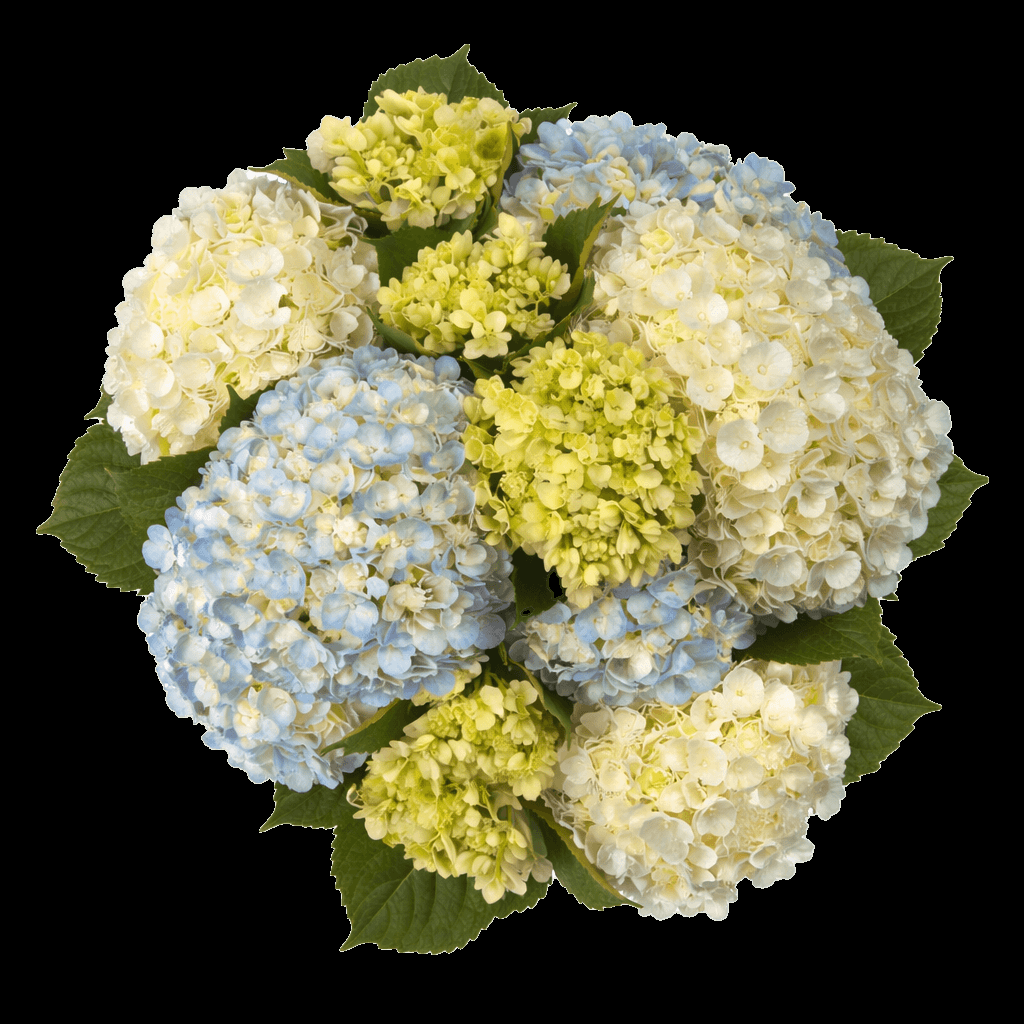 Hydrangea, Florist, Assorted - View 12 from www redcrocus com
