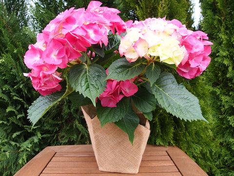 Hydrangea, Florist, Assorted - View 19 from www redcrocus com