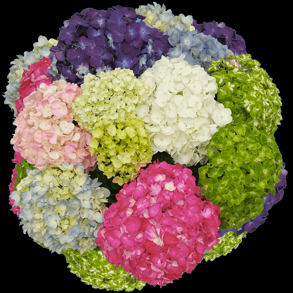Hydrangea, Florist, Assorted - View 1 from www redcrocus com